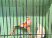 Red Mosaic Pair