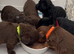 Beautiful Toy Jackapoo Puppies