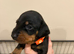 Dachshund puppies