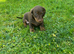 True miniature dachshunds