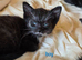 5 black and white kittens