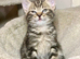 Beautiful Tabby Male and Female Kittens