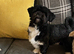Lhasa Apso Female available