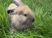 Stunning Mini lop babies available