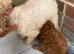 Toy poodle girl