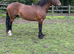 Welsh section D stallion