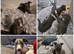 Male whippet x