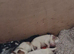 kc cocker pups