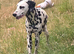 Beautiful Dalmation