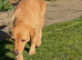 Lurcher cross Labrador