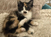 Norwegian forest x kittens