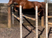 Proven Thoroughbred Stallion
