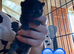 ***ONE left beautiful black boy***