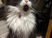 Female spayed Maine coon