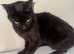kitten black 7 months