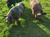 Kune kune in tact boars