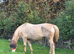 15hh Companion Light Hack Mare for Full Loan