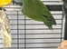 Baby Derbyan parrot for sale
