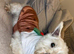West highland terrier puppies