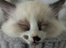 Ragdoll kittens for sale