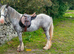 Stunning appaloosa