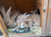 2x continental giant x French lop