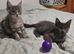 Maine coon kittens