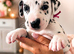 3 Dalmatian girls left looking for forever home
