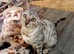 Beautiful silver female kit
