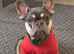 Female Lilac Micro French Bulldog