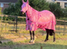 BEAUTIFULLY BRED IRISH DRAUGHT MARE - PROJECT / BROODMARE