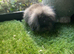 Sable and black double mane mini lion lop baby rabbits girls