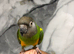 Stunning Super Tame Cuddly Friendly Senegal Parrot