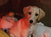 Lovely lurcher puppies