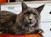 Ready now - Blue Maine coon kittens - DNA health tested parents