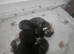 Tabby kittens