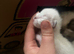 2 ragdoll kittens