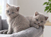 3 pedigree british shorthair girls