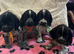 Stunning show type cocker spaniel puppies