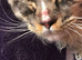 Large male maincoon Hercules