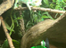 Friendly male chameleon