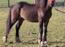 2 YEAR OLD GELDING
