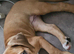 Mastiff/staffy mix