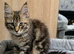 Only three are left. Maine Coon Kittens