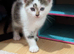 Fluffy kittens for sale