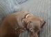 One puppy remaining