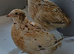 2 Italian quail