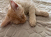 Maine Coon 3/4 Cross Kittens