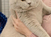 Adorable TICA Registered BSH Kittens