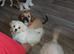 Cava-tzu x dachshund